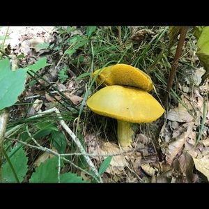 Meet your Posher, Darrel